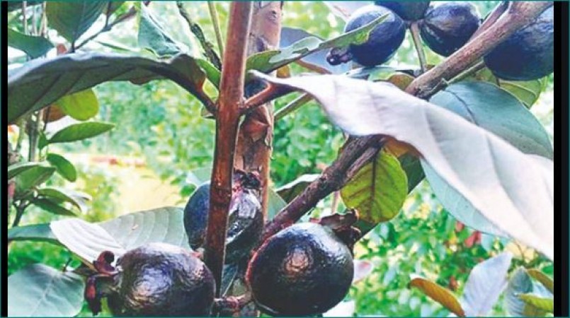 black guava bhagalpur